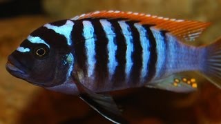 African Cichlid Species  Metriaclima Pyrsonotos quotRed Top Zebraquot Nakatenga Male and Female [upl. by Eenad]