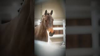 Marzenie mieć takiego konia 😻 fypシ゚viral horsing fans equestrian horsy edit [upl. by Kurzawa]