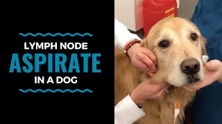 Lymph Node Aspirate in a Dog [upl. by Tennek]