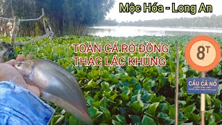 Chuyến CÂU CÁ RÔ ĐỒNG và THÁC LÁC ở CẦU CẢ NỔ Mộc Hóa Mới Long An SangHuynhVlog [upl. by Ecnaret]