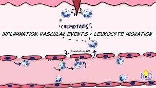 Inflammation Vascular events and leukocyte migration [upl. by Crespo]