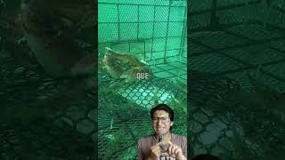 🦀 ¡Así atrapan los cangrejos 🐔 ¡Trampas irresistibles con cuellos de pollo 🎥 fishhunterkh [upl. by Nerw]