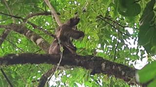 a highclimbing fastmoving threetoed sloth [upl. by Murrah]