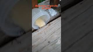 Homemade ant killer ANTS pestcontrol quickandeasy antkiller pests pesticides homemade [upl. by February]