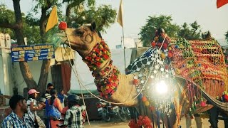 Decorated Camel and Camel Cart at Pushkar Fair Rajasthan Indiacamels in Pushkar Fair India video [upl. by Dene]