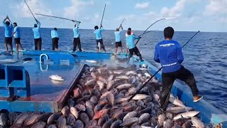 Pole and Line Tuna Fishing in Maldives [upl. by Xel]