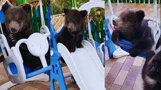 Adorable Baby Bear Having Fun with Siblings [upl. by Key]