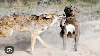 Pitbull Goes Savage On A Coyote [upl. by Otipaga793]