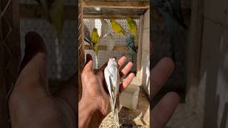 New parrot mar gya😭 petlover minivlog kabutarvlog vlog pigeonvlogger birds budgies parrot [upl. by Lowney764]