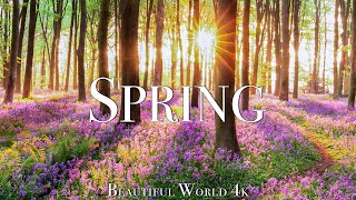 Amazing Colors of Spring 4K Nature Relaxation Film  Relaxing Piano Music  Natural Landscape [upl. by Bunow736]