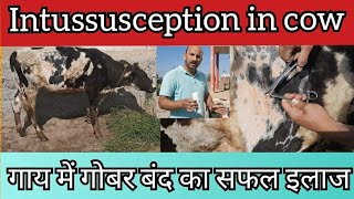 गाय में Intussusception बिमारी का सफल ऑपरेशन  गोबर बंद का इलाज  Impaction  Dr Ashwani Bassan [upl. by Tripp]