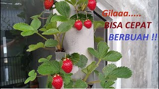 Strawberry on simple watering vertical garden  step by step  cara membuat tanaman vertikal  DIY [upl. by Akihsat]