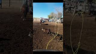 TURNOVER cowboy roping brandingseason brandingcalves pastureparamedic [upl. by Marba]