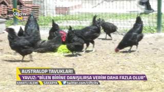 Kanatlı Alemi  Australorp Irkı Tavuk Türleri ve Özellikleri [upl. by Roche718]