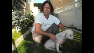 Bladder expression tutorial video for a paralyzed dog [upl. by Orwin797]