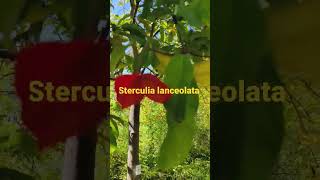 Sterculia lanceolata [upl. by Aciamaj]