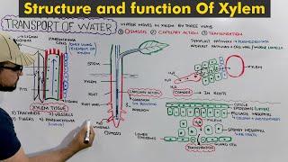 Traveling Water Experiment  Cohesion and Adhesion in Water Explained  Science Experiment for Kids [upl. by Natsyrt]