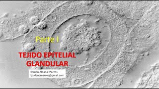 Tejido epitelial glandular Parte 1 Hernán Aldana Marcos [upl. by Francesco607]