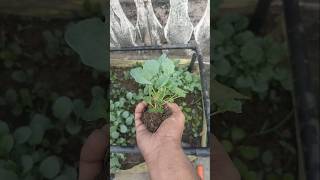 Broccoli ko lagane ka Sahi samay broccoli 🥦viralvideo gardenplants shortvideo [upl. by Nybbor]