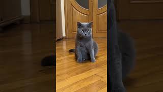 Cartoon Cat Logic Sylvester vs Kittens shortvideo catlover [upl. by Odnalo443]