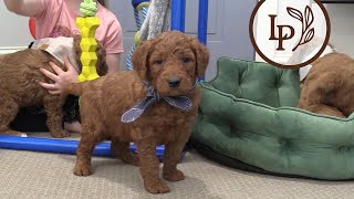 Meet Little Anns F1 Standard Goldendoodle Puppies [upl. by Maggs]