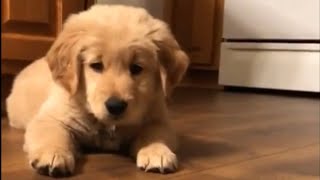 Golden Retriever puppy completely baffled by ice cube [upl. by Notnel932]