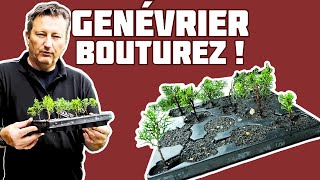 Comment Bouturer le Genévrier Itoigawa pour Faire un Bonsaï  🌱 NEJIKAN BONSAI 🌱 [upl. by Eisen]