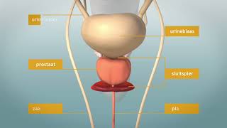 De Prostaat elke man heeft m Waar zit de prostaat Wat is de functie [upl. by Brosine]