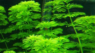 Ficha de Plantas Limnophila SessilifloraAmbulia [upl. by Kerby]