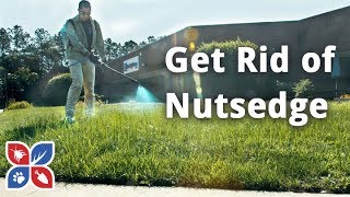 How to Get Rid of Nutsedge  Lawn Care Tips  DoMyOwncom [upl. by Aham]