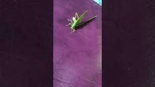 Foring babur biye🥰🎇grasshopper insect vairalvideo vairalshort youtubeshorts shortvideo shorts [upl. by Eduj]