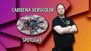 Caribena Versicolor Spotlight General care and tank size [upl. by Doxia483]