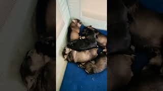 miniature schnauzer puppies [upl. by Warde]