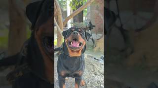 Big Rottweiler dog Rajan Rawat ka dog Rottweiler powerful dog breed Pitbull terrier dog rottweilerl [upl. by Ecineg]