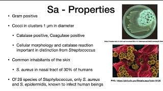 Staphylococcus aureus [upl. by Namara]