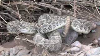 Mojave Rattlesnake 2011 [upl. by Lehcyar538]