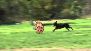 STOOPID MONKEY  Stoopid gettin chased by a dog [upl. by Pelson]