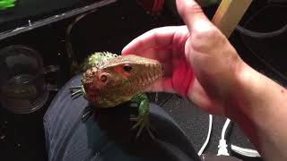 Feeding a Caiman lizard [upl. by Cody]