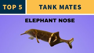 TOP 5 TANK MATES FOR ELEPHANT NOSE FISH [upl. by Mossolb]