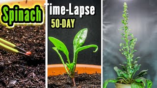 Growing Spinach in Pot from Seed to Flower 50 Days Timelapse [upl. by Yasui]