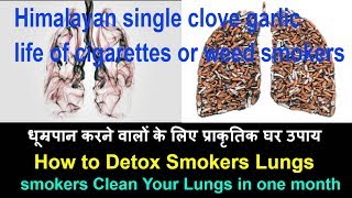 Himalayan single clove garlic life of cigarettes or weed smokers health benefits of himalaya lasuna [upl. by Elroy485]