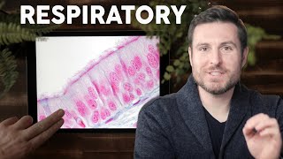 Respiratory Lung Histology Explained for Beginners  Corporis [upl. by Nivram]