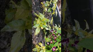 Torenia fournieri  Wishbone flower 🌿🌸homegarden plantation greenery shortvideos viral [upl. by Ahsikad]