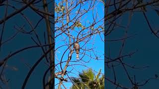 Cooper’s hawk [upl. by Idroj]