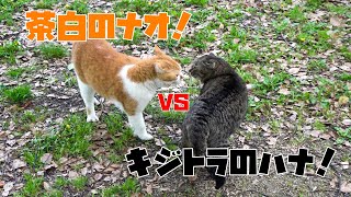 ナオちゃんvsハナちゃん！鳴き合いの喧嘩してました！さくら猫😍😻 It is a cat which lives in the park [upl. by Eizus]