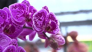 🌸 Orchideen Pflege Leicht Gemacht Expertentipps fürs Pflegen Gießen und Schneiden🌱 [upl. by Mirth466]