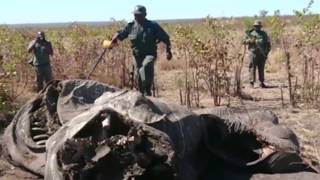 Op die spoor van stropers in die Krugerwildtuin [upl. by Acinorahs]