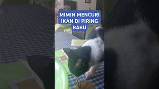 Mimin Mencuri Ikan Di Piring Babu shortvideo [upl. by Adehsor611]