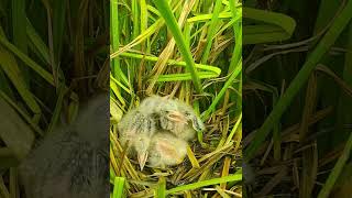 birds reviewbirdnest birdhome nature birdznest birdnest wildlife birdshelter birdsounds [upl. by Ianthe413]