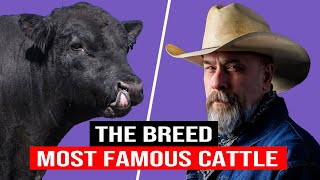 ⭕ ANGUS CATTLE BREED ✅ Biggest Bulls And Cow [upl. by Ynoble438]